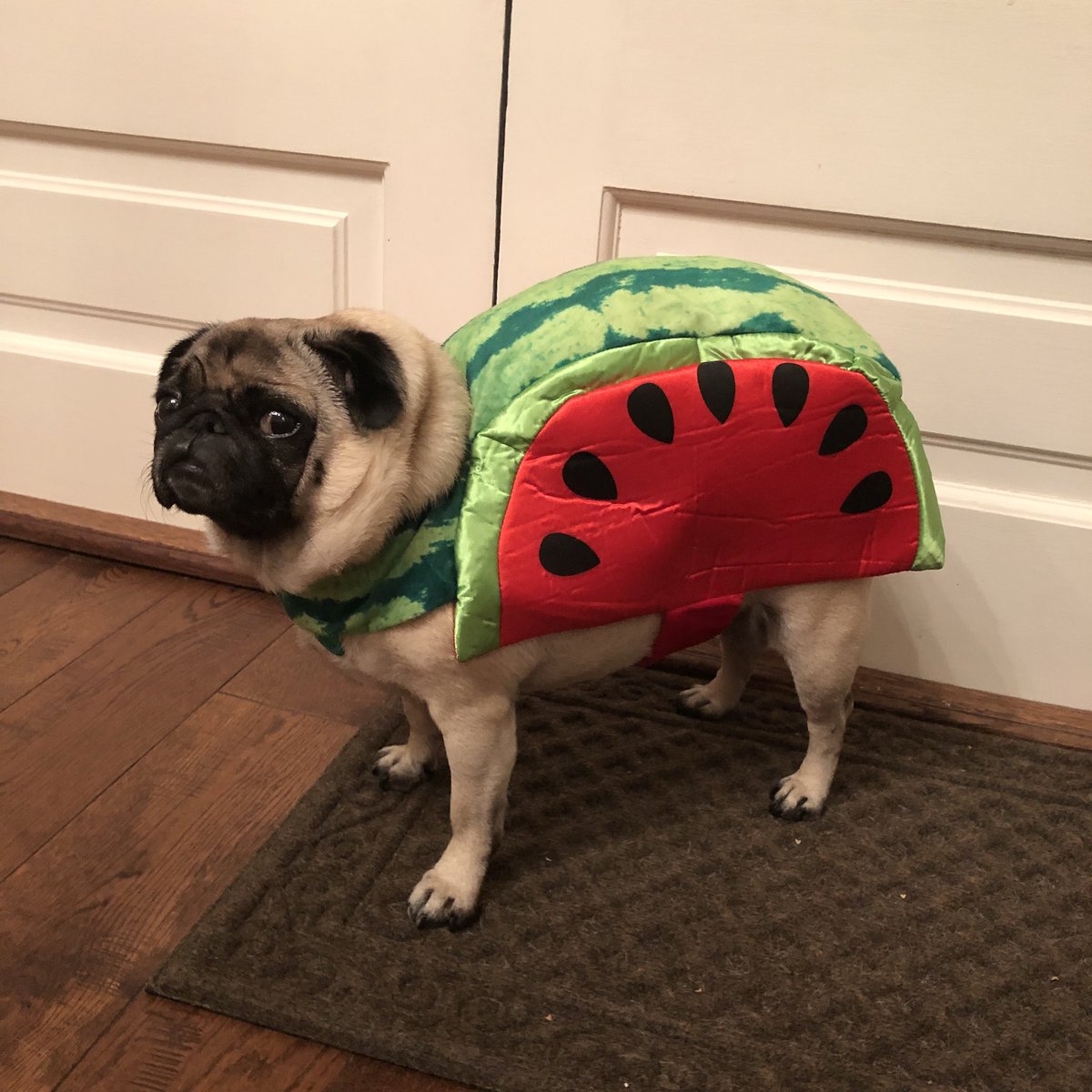 BB_Pug's tweet photo. Happy national pug day from B.B. Pug!! #NationalPugDay https://t.co/tiPUmbClUL