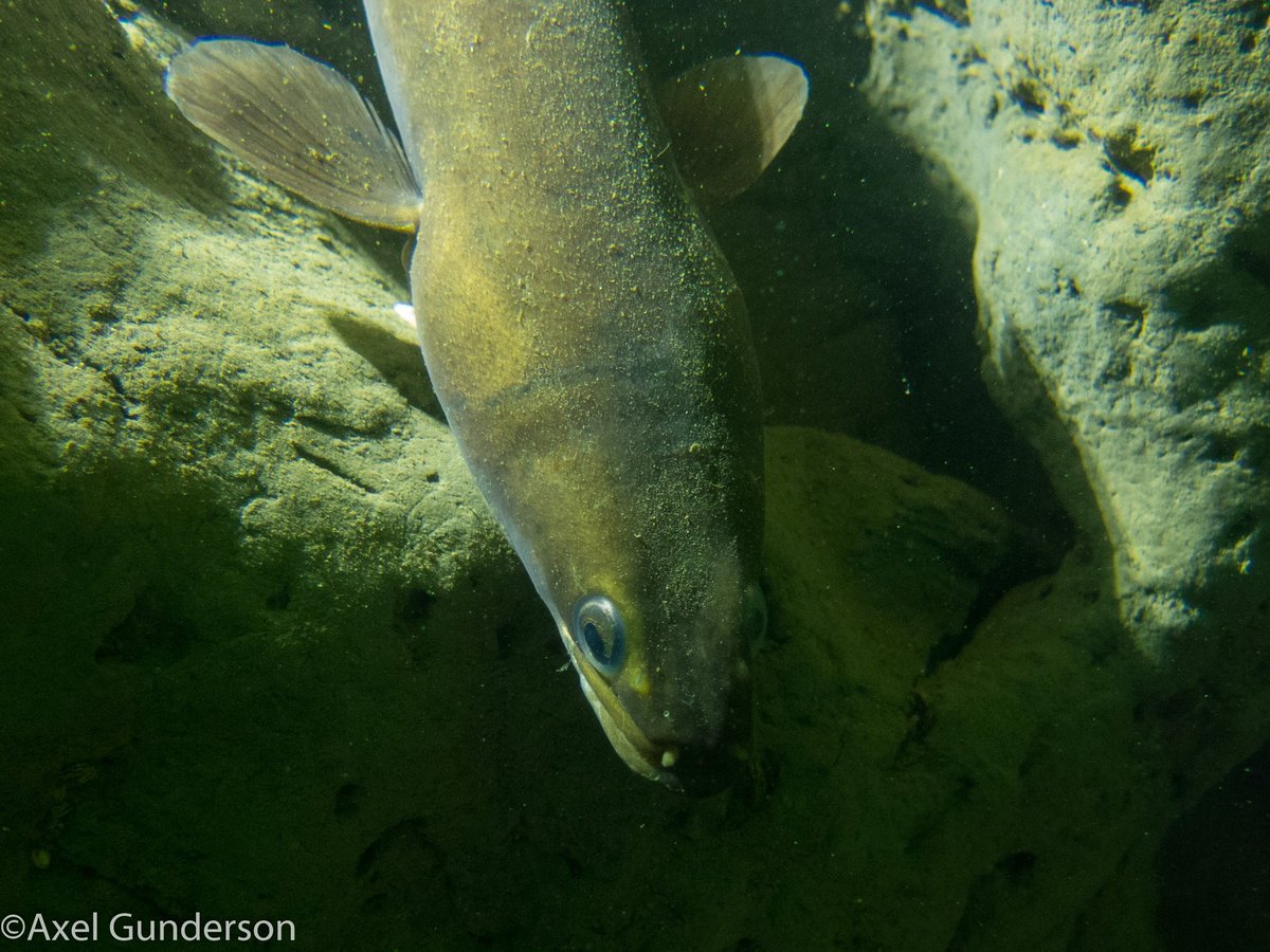 pbhbos's tweet photo. Eels are fascinating creatures @RiverInstituteC @NatureTodayNL #netlake @waterecologie https://t.co/NXzYSCaa5L