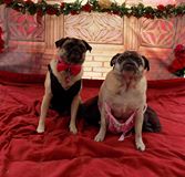 Wishing Dot and other pugs a happy #NationalPugDay #bestfriendspetcare