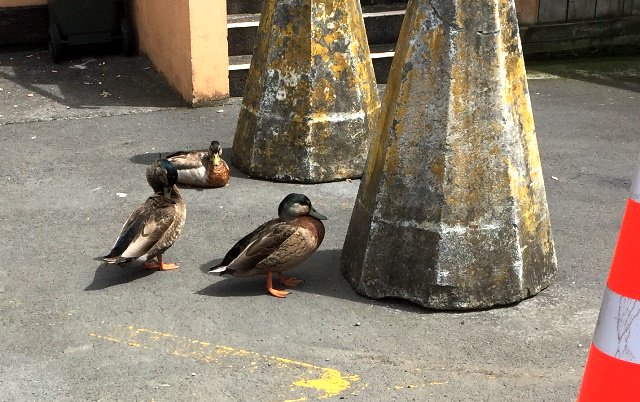 familymattersnz's tweet photo. #MHAWNZ Day12 Theme was Creatures and look who we spotted on our lunchtime walk in the grounds of Middlemore Hospital @cmdhb #natureiskey https://t.co/VmiHOmd1hB