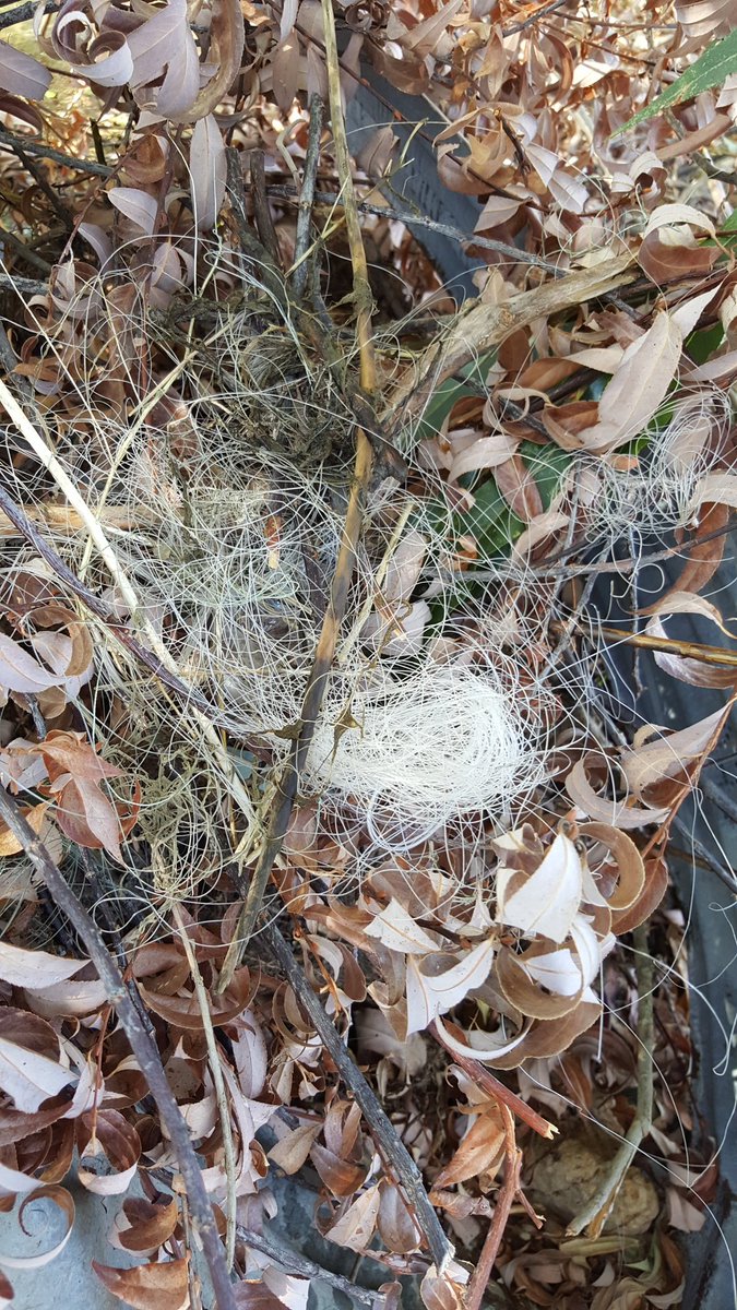 JaiW4Women's tweet photo. Always clean up my swim spots for fear of dogs getting hurt, and kids who play here. Last two days findings & clean up. #packour #reuse https://t.co/PyxGAET5z6