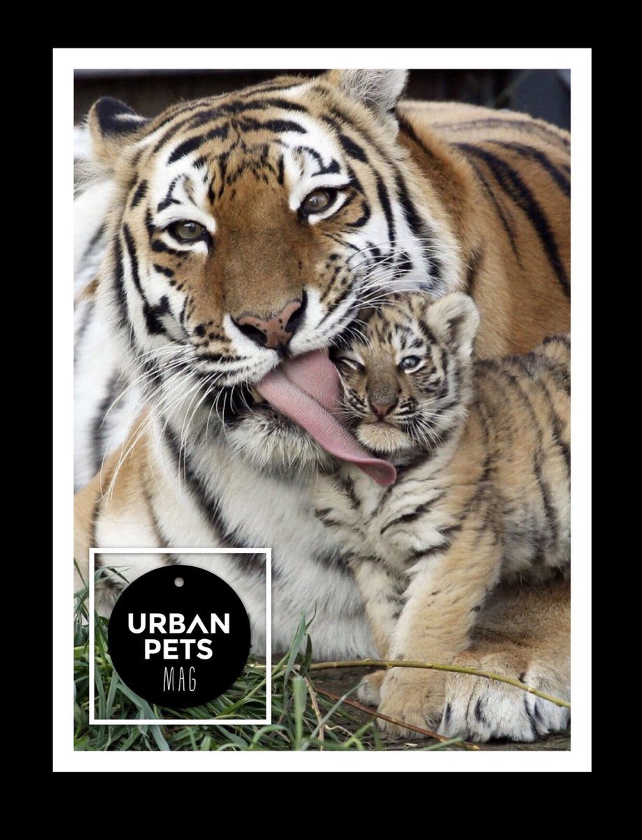 UrbanPetsMag's tweet photo. ❤️ESPERAMOS DE CORAZÓN QUE HAYAN TENIDO TODOS UN FELIZZZ DÍA DE LAS MADRES ❤️😊💐 https://t.co/Rz9vDajSRE