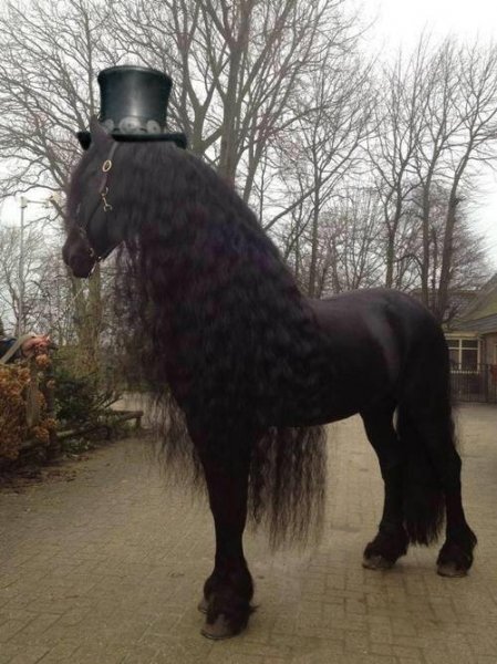 StickybudCards's tweet photo. If Slash was a horse https://t.co/4gq2hBmYDx