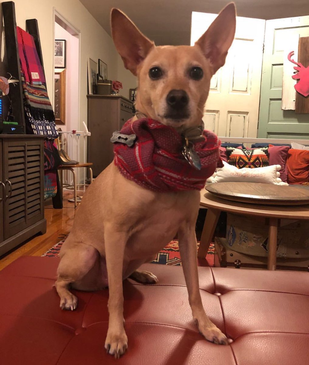 BundlePup's tweet image. The look on your face when you realize tomorrow is Monday 😳 #SundayScaries