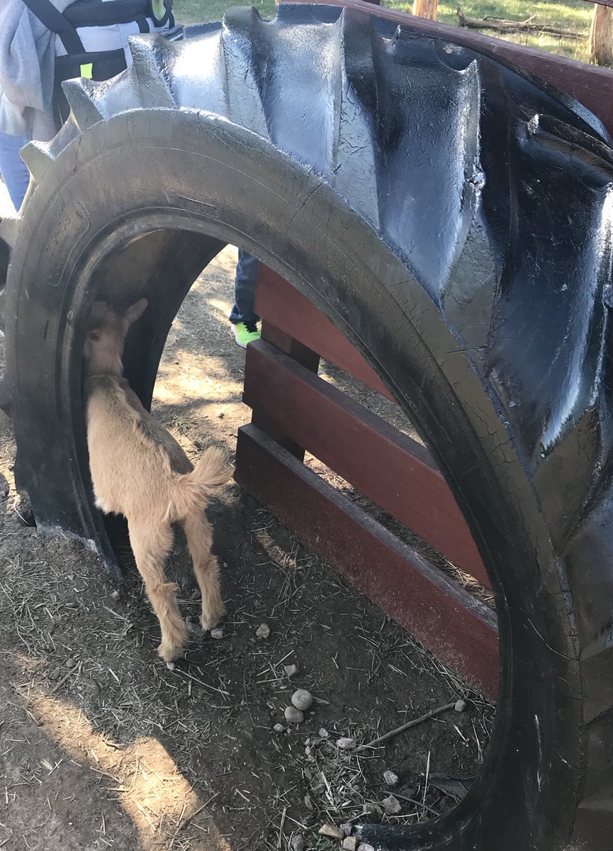 therealdogluke's tweet photo. When you realize tomorrow is Monday. #sundayscaries #babygoats https://t.co/svLAvTfI5p