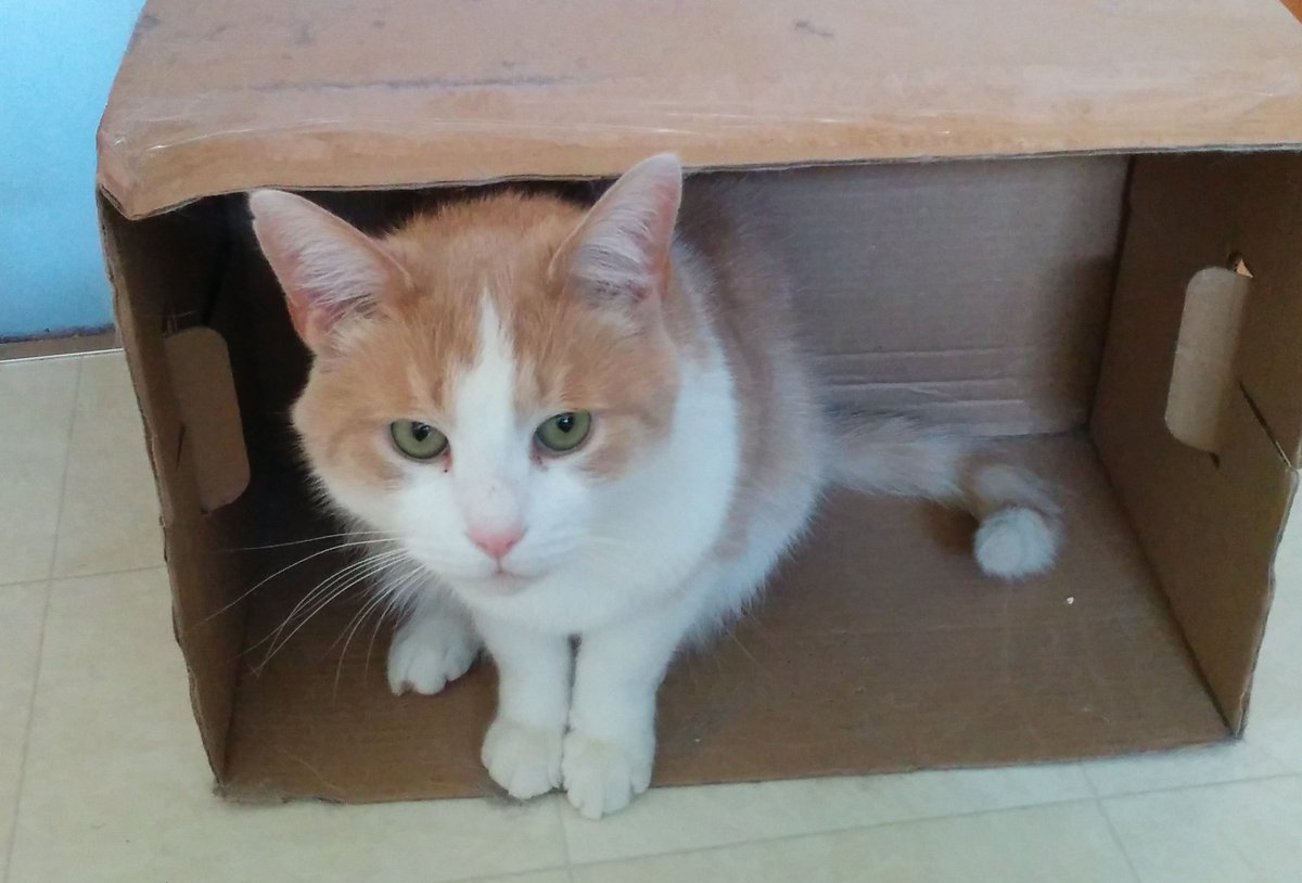 MagicatMao's tweet photo. #CatBoxSunday : Max https://t.co/CD1TLcf2Kg