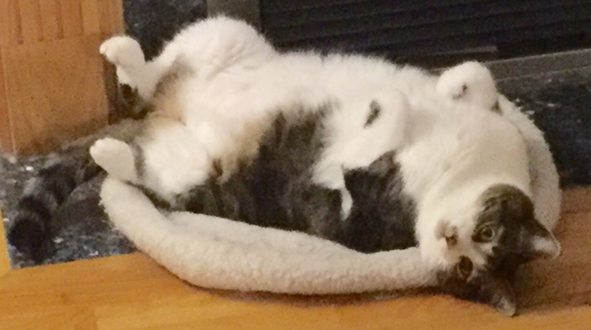 gafacey's tweet photo. @MSmithBubbles What would you call this chubby fella? https://t.co/4a6N1Tk5Ti