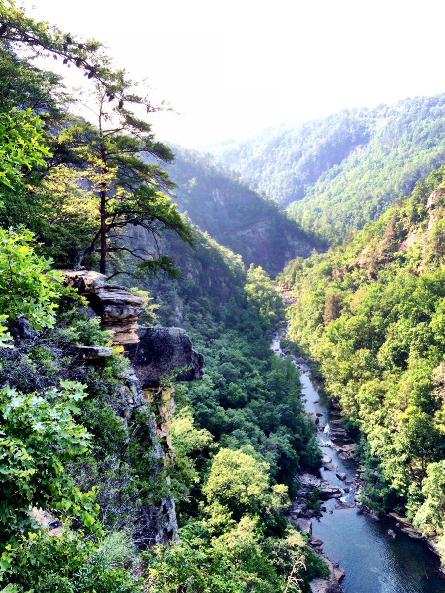 365AtlFamily's tweet photo. Tallulah Gorge - walk the rim, hike the suspension bridge...or make your way all the way to the bottom! https://t.co/g7F3NkRJ2z https://t.co/1eb6lFxTkf