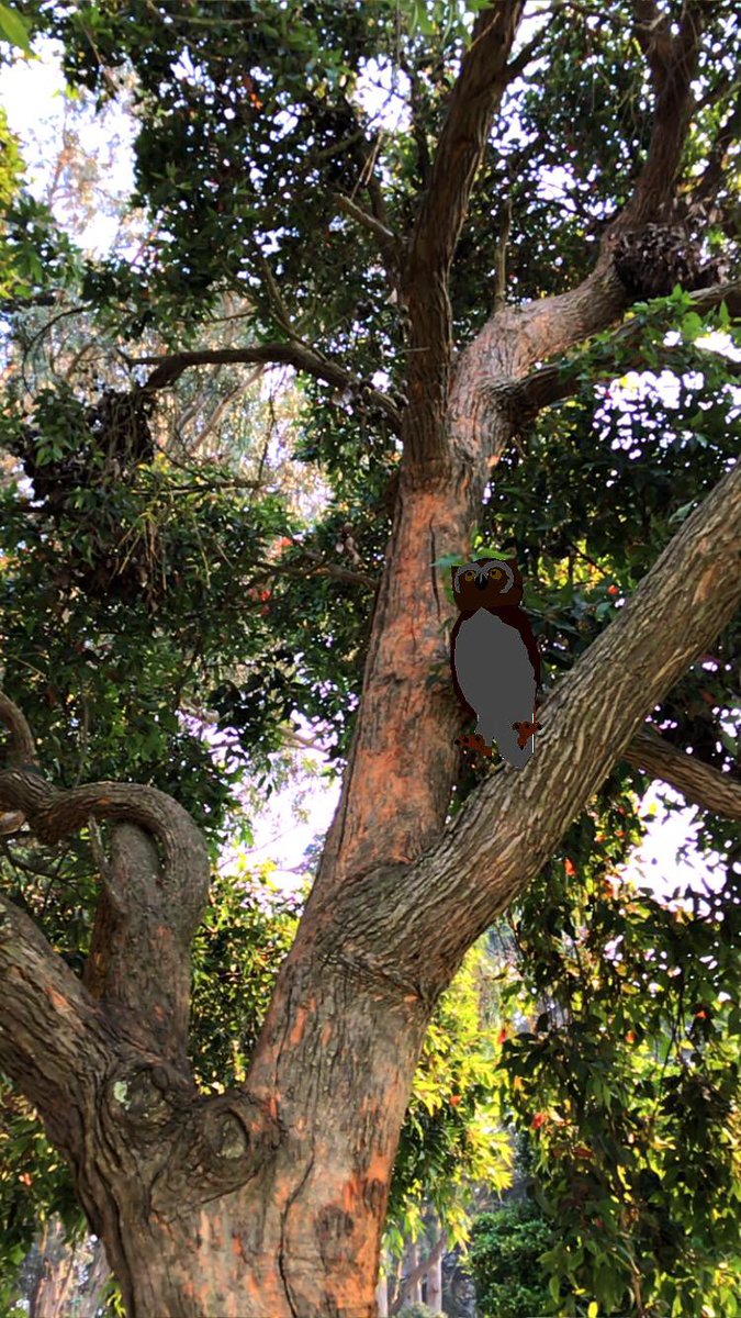 orbapp's tweet photo. Poor guy, sitting up there owl alone #madewithorb #madewitharkit #ios11 #arkit #AR #lowpoly https://t.co/4AUdyT3yxy