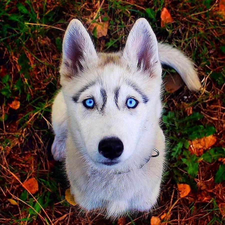WPiersanti's tweet photo. 🐶 #dog #dogs @top.tags #toptags #puppy #pup #cute #eyes #instagood #dogs_of_instagram #pet #pets #animal #animals #petstagram #petsagram #d… https://t.co/viexuuVJWc
