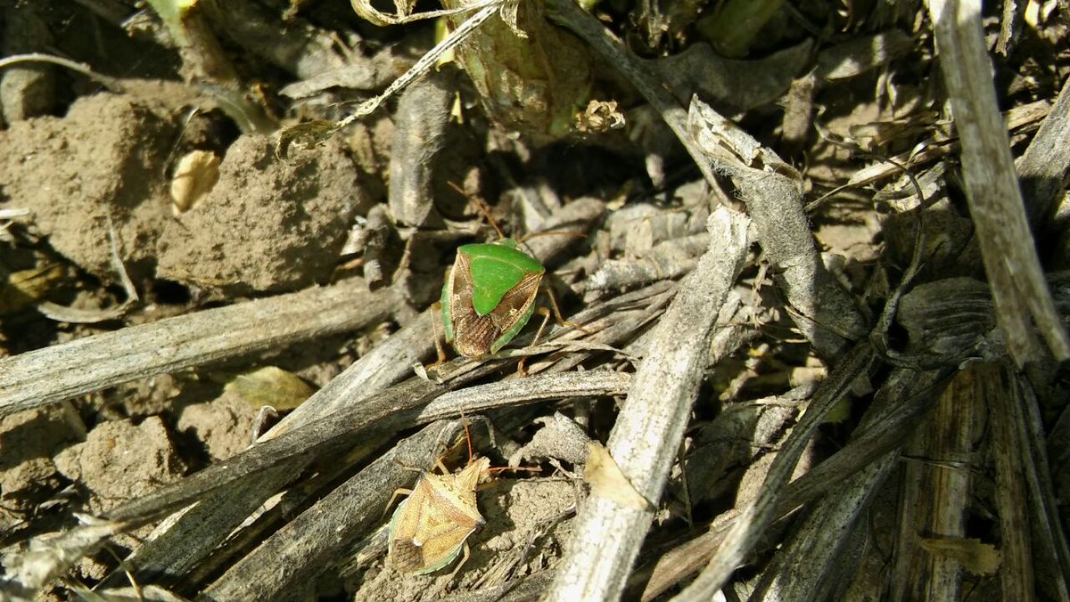 IgnacioMLuna's tweet photo. Gran presión de chinches en malezas y cultivos de invierno en el Este Santiagueño.Lagria villosa tb muy abundate @Agrotestigo @INTACRTUSGO https://t.co/u3Lm3EuJWx