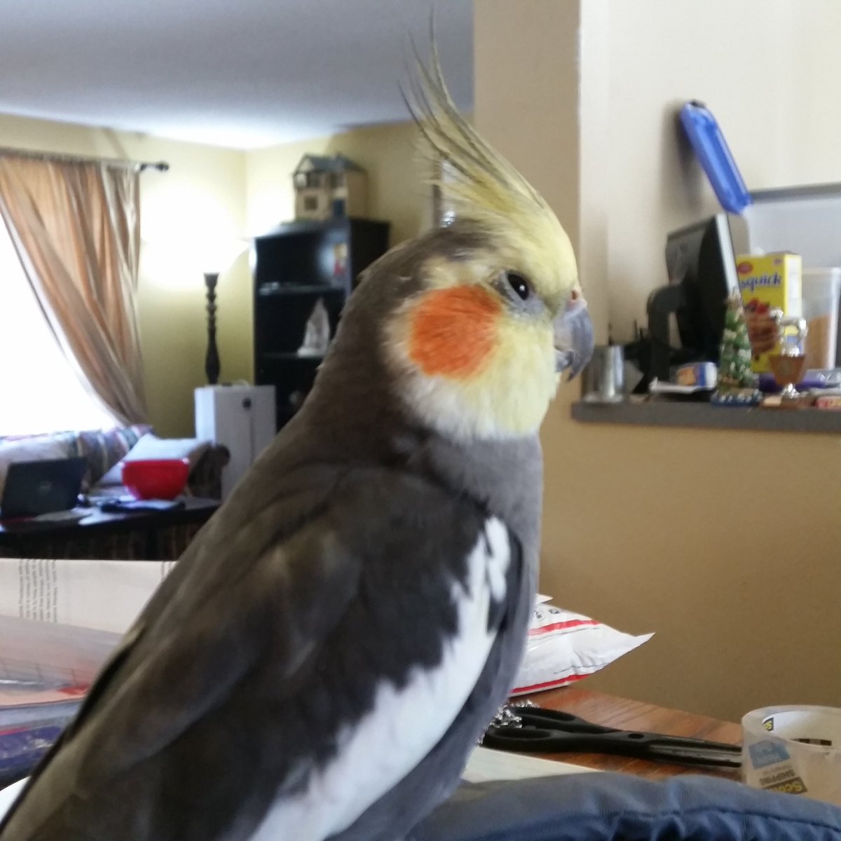 squinty_bird's tweet photo. I'm handsome. Here's me posing. https://t.co/UfjTUB61Mo