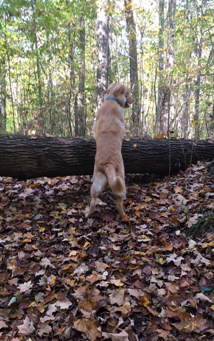 BMoyerr's tweet photo. 🍃🍂🐾 https://t.co/qCQZqqlKw1