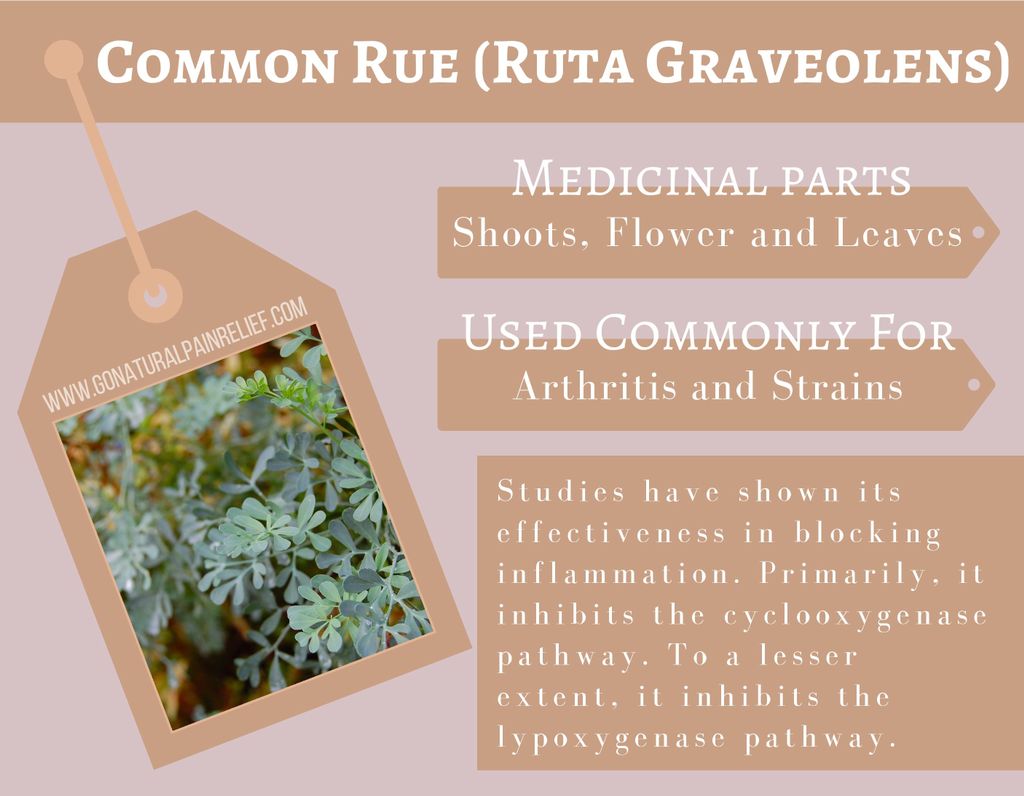 GoPainRelief's tweet photo. #commonrue #rutagraveolens #homeopathy #homeopathic #herbalremedies https://t.co/GZzTx9G076