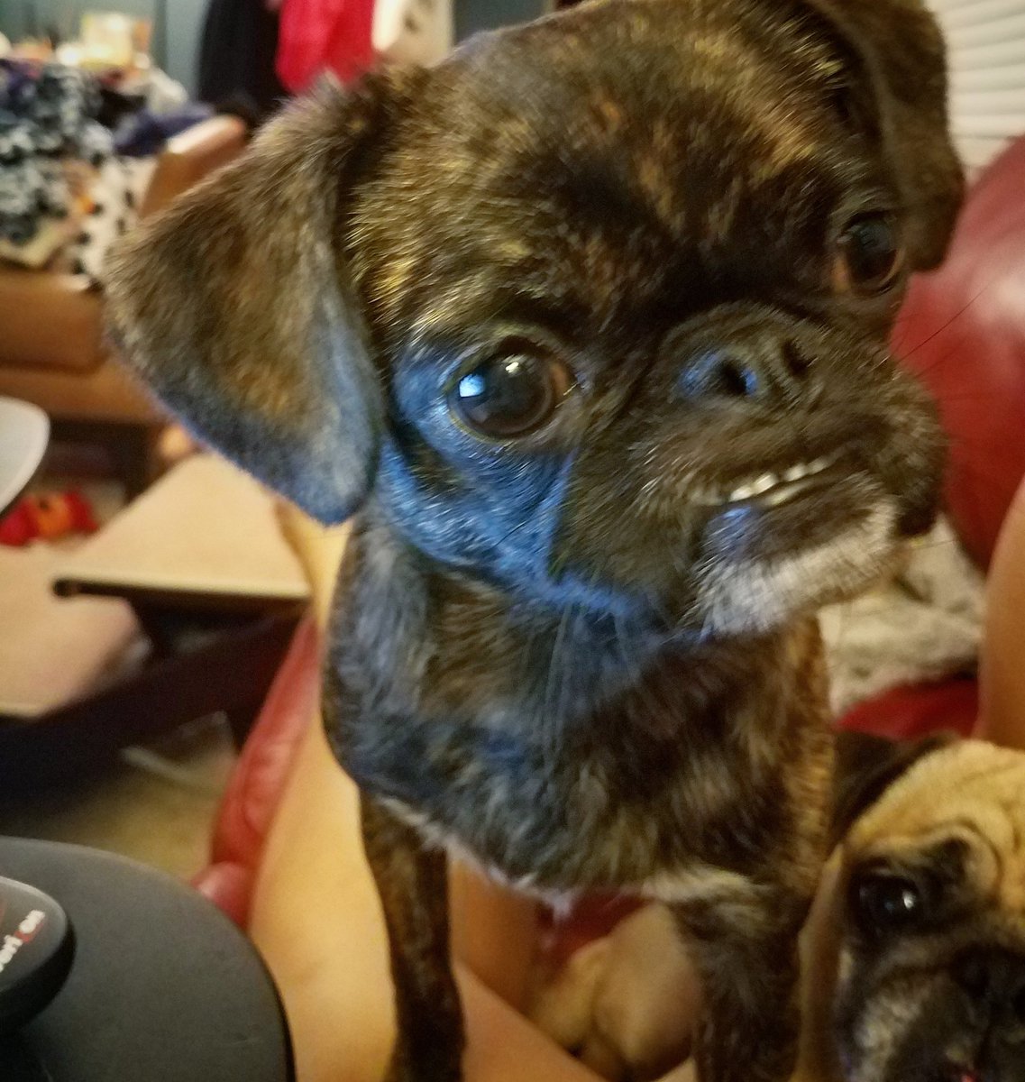 funaek's tweet photo. "Birthday schmirthday! I want snuggles &amp; prime lap spot!" #demandingmonkey #meanmuggin #miniriceteeth https://t.co/O2OsNHWePC