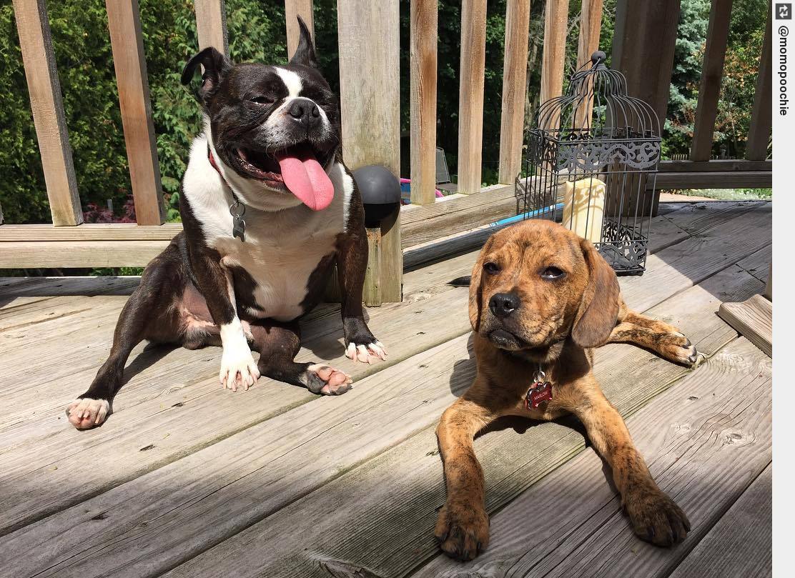 IngloriousDogs's tweet image. Bernie showing Marlow the ways of the sun ☀️ #marlow #momo #mobear #puppy #puppylove #dogsofinstagram