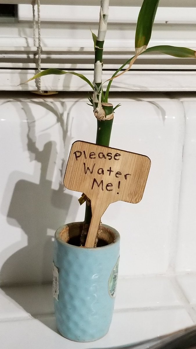 DSSC_Coach's tweet photo. Now I can label my plants and keep them straight! Great little #bamboo plant stakes. #PlantersChoice - https://t.co/QhMxxXkCWv https://t.co/trJ4b9BYsW