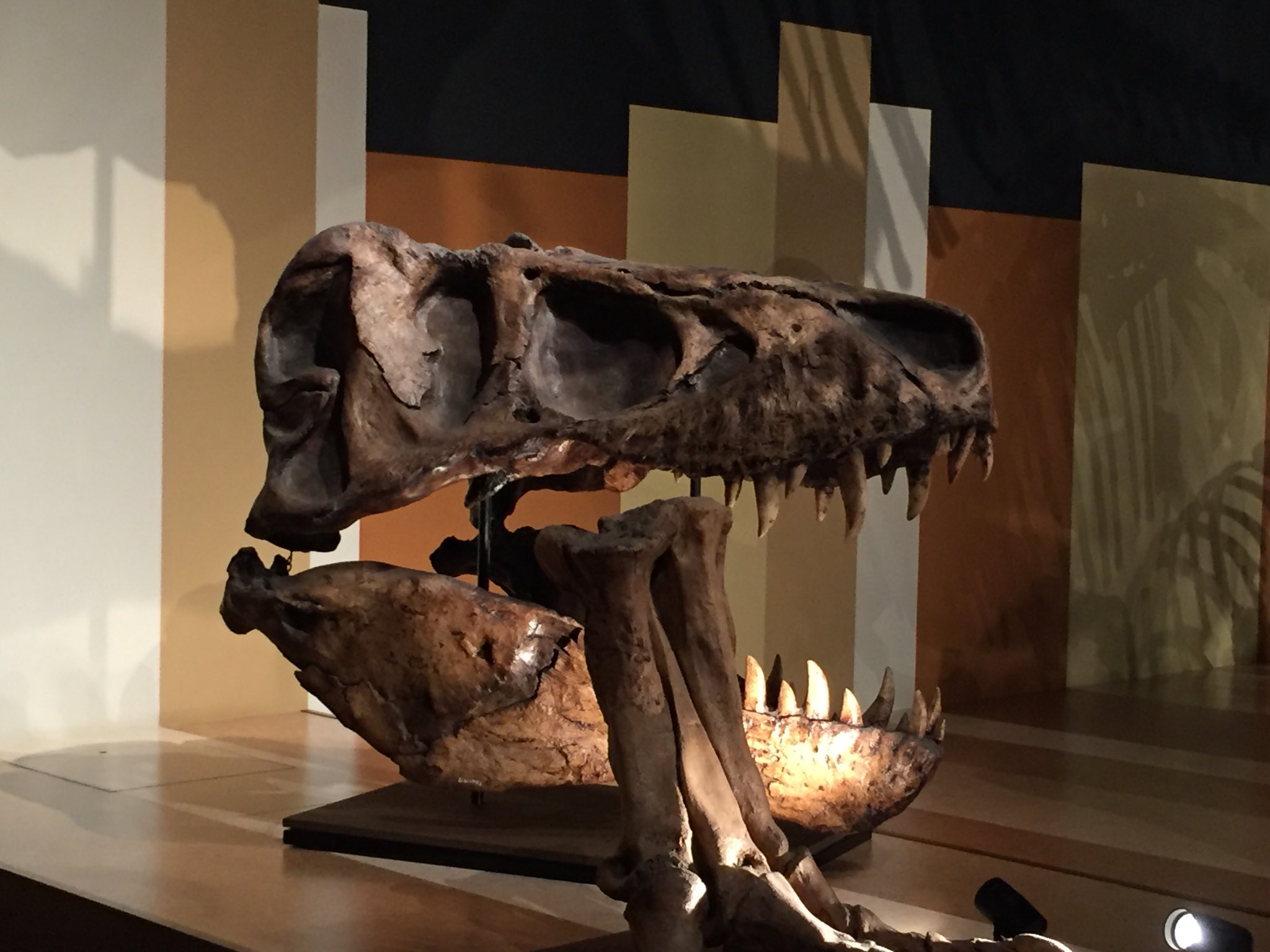 【DINOWORLD】ティラノサウルス 頭骨 化石 ジュラシックパーク DINOWORLD】ティラノサウルス 頭骨 化石 ジュラシックパーク