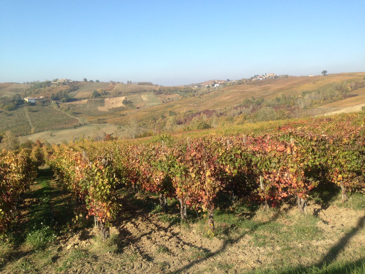 LMelusini's tweet photo. "Ottobrata" in #Oltrepo' in #Lombardia approfittiamone per fare tante belle passeggiate https://t.co/1BiNMBROWt