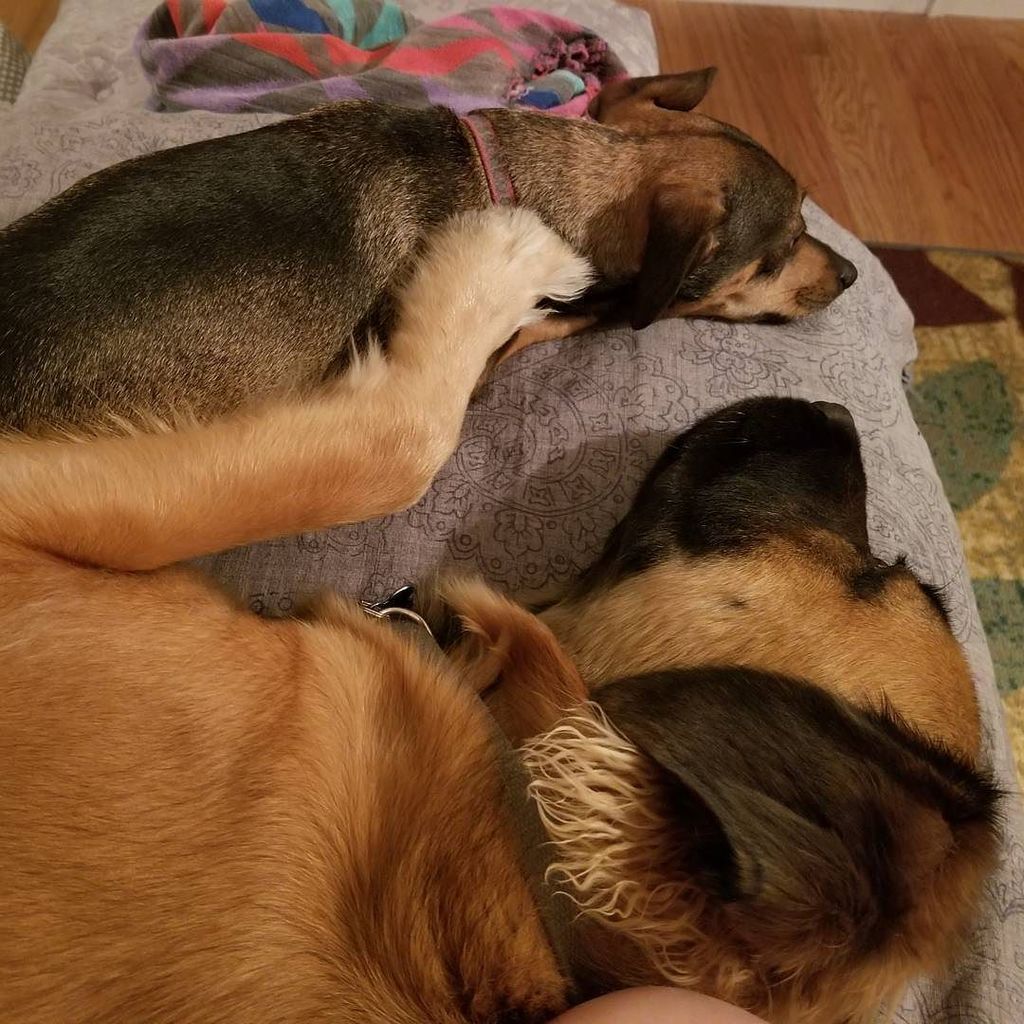 roqueaulykos's tweet photo. I could push you off the bed at any moment, but I won't because I love you. @ssnack_aattack #Roque #roqueandpoochi… https://t.co/c2yWF6dW5P https://t.co/7V0IMej5Fu