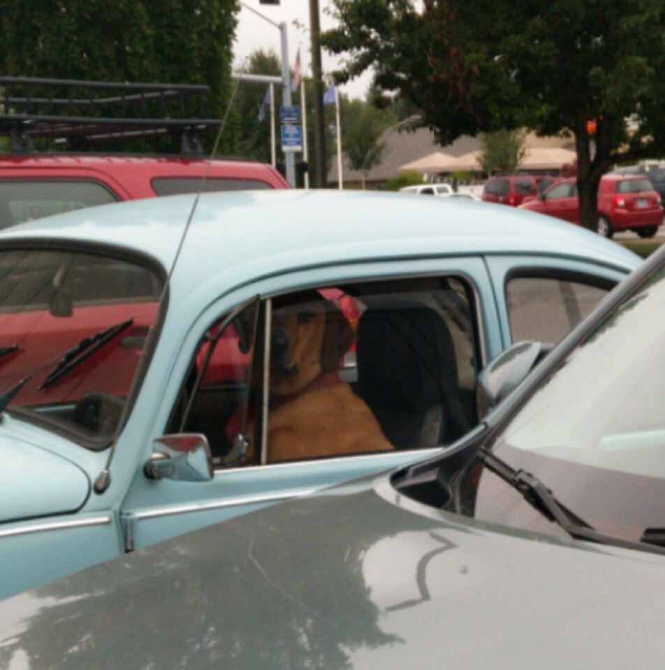 TripWilson13's tweet photo. Ridin Dirty in the #fiveOthree #Oregon #Ridindirty #HippyDogsBro #VW #DavesNotHereman https://t.co/WiT2J678gc