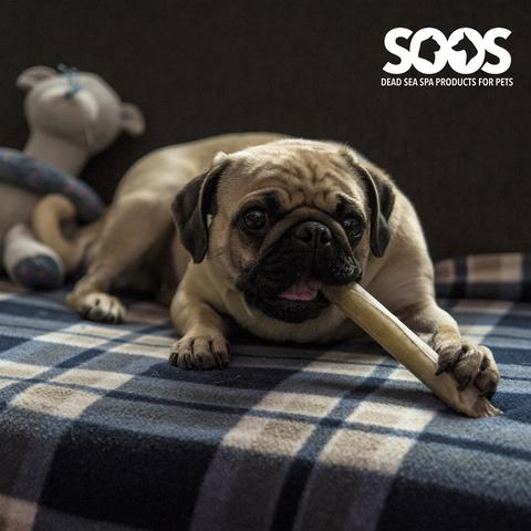 SoosPets's tweet photo. Why should you choose #Natural #DogTreats? Find all the info you need here https://t.co/75ECvd1Zxt https://t.co/fojz6BR3DJ