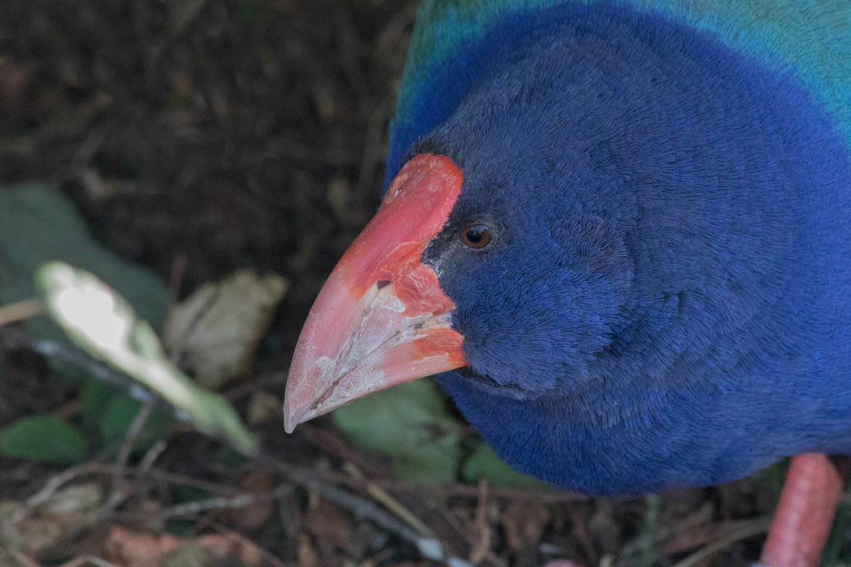 Rook  New Zealand Birds Online