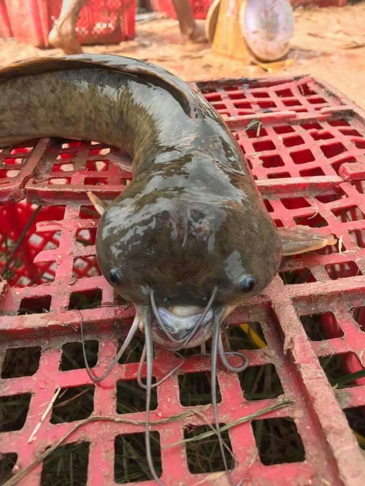 ในที่สุด เราก็ได้เห็นจริงๆซักที
ว่า อิหน้าปลาดุกชนเขื่อน เป็นยังไง