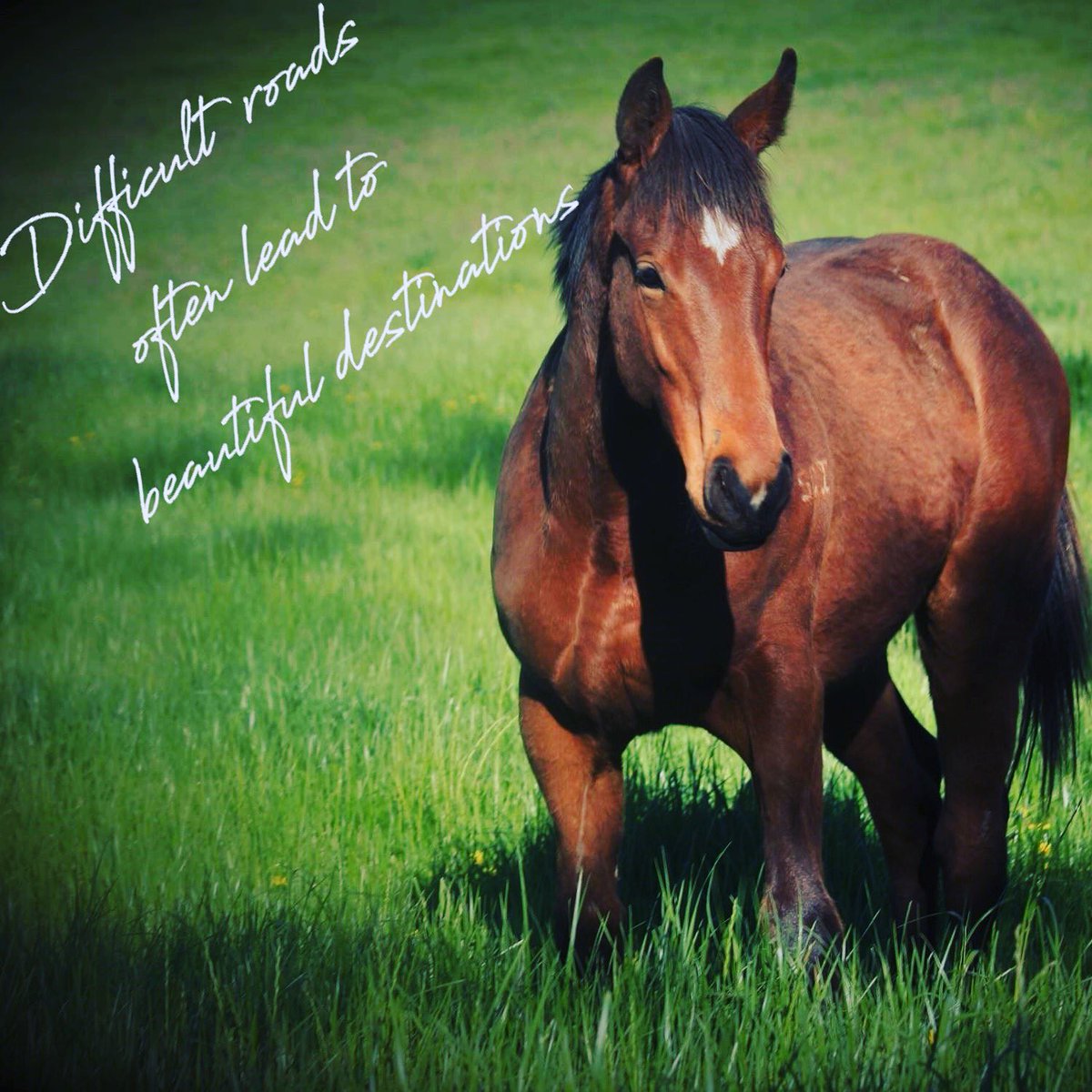 So true #studlife #nagambie #yearlings #breedingseason #springgrass