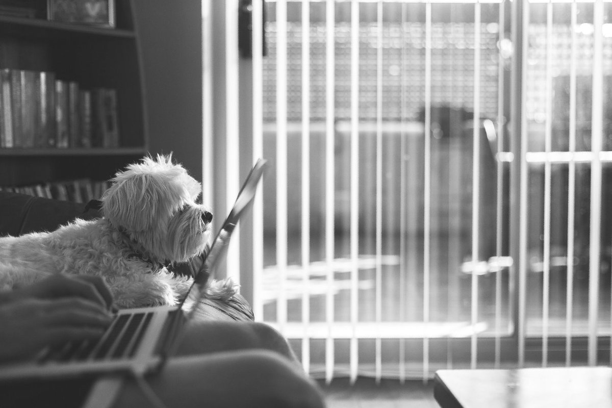 PowerPawsFit's tweet photo. Dogs reduce our stress levels and make us happier so imagine you could take them to work! #PawsitiveWorkplace https://t.co/2A7CyQp4Ci https://t.co/bJEGlIzhoX