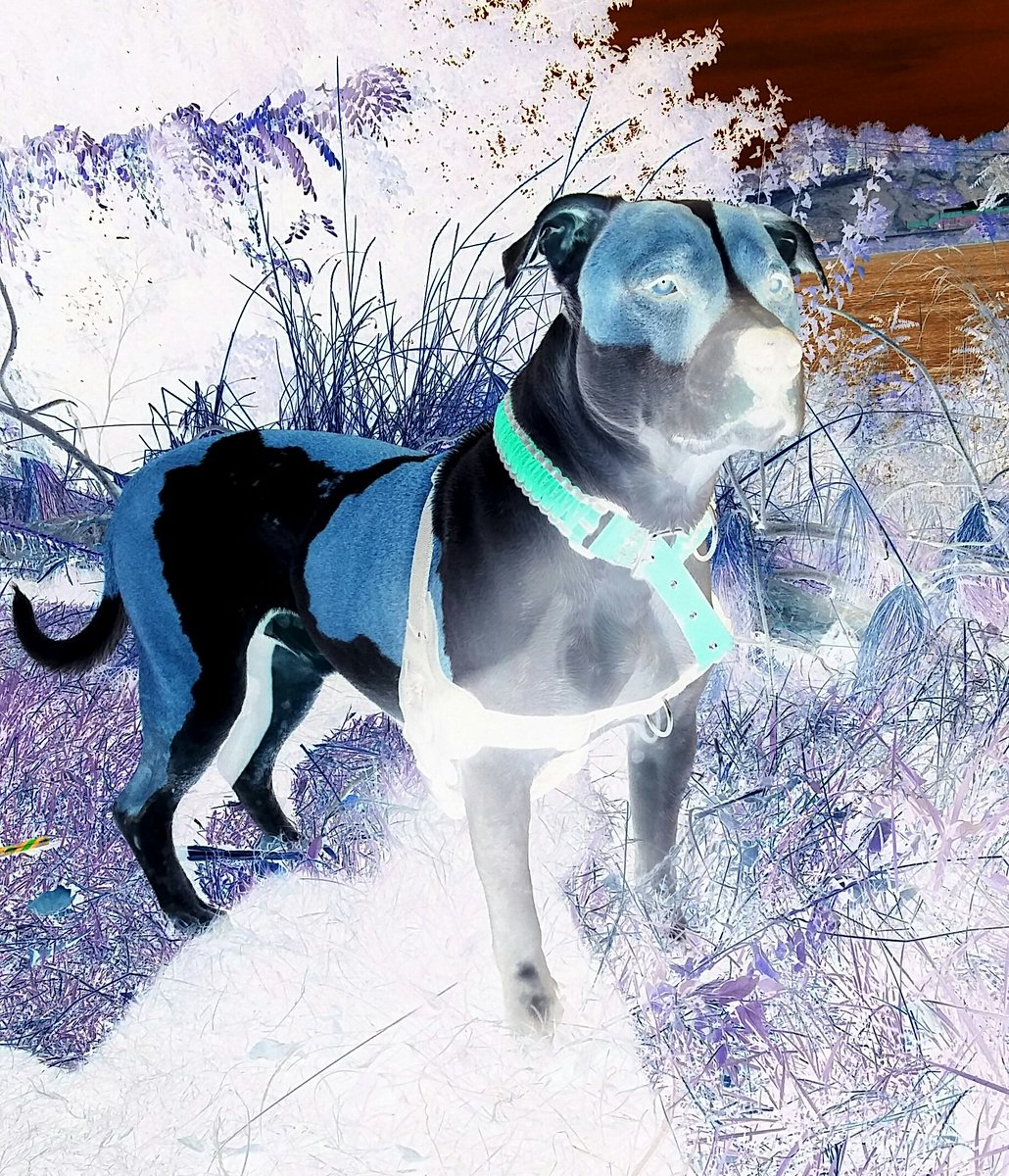jackthespazz's tweet photo. I like this knew look on me #dogsoftwitter #dogslife #pitbulls #pitbullsoftwitter #pitbulllife https://t.co/skdJ4iS5lT