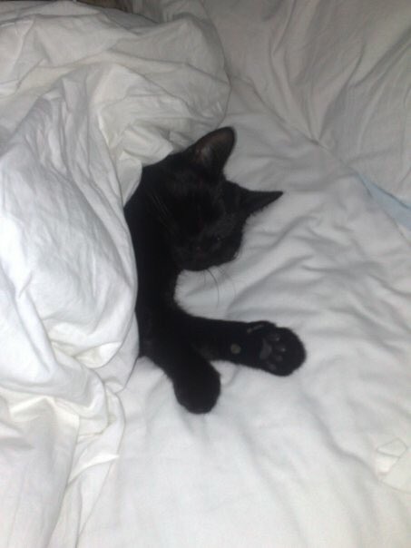 PepsiTheCat2's tweet photo. Just five more minutes! https://t.co/WS8RJIm8sY