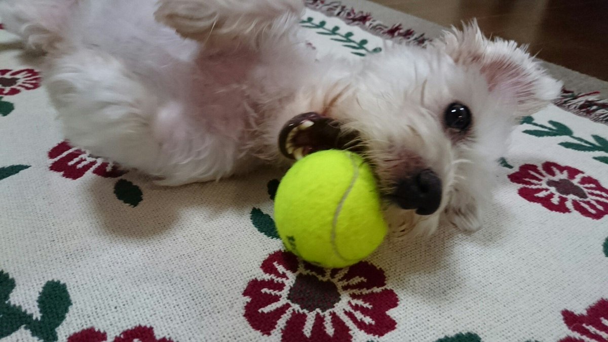 wesmami's tweet photo. [つまらんなぁ……] https://t.co/9hc2TAYBi8 https://t.co/Aw8VoM10lQ