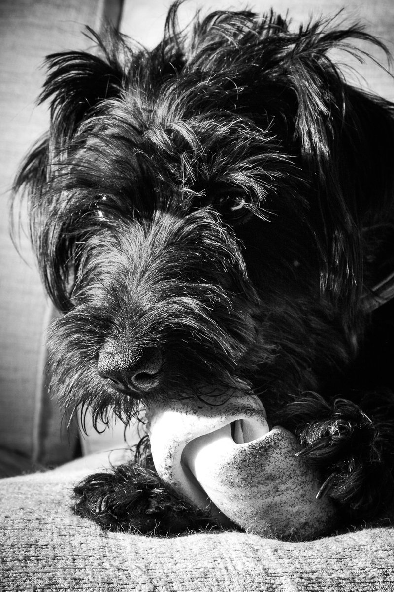 chris_sinfield's tweet photo. That's my bone!
#petphotography #dogsoftwitter #dogbone
https://t.co/Mm1hWtCgyH https://t.co/ucRyX7k4LF
