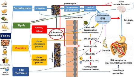 Neurogastro Dietitian (@leemartinrd) on Twitter photo Excellent summary: Sensitivity to #wheat, #gluten and #FODMAPs in #IBS: facts or fiction? via <a href="/Gut_BMJ/">Gut Journal</a> goo.gl/jBvZQY OPEN Excellent summary: Sensitivity to #wheat, #gluten and #FODMAPs in #IBS: facts or fiction? via <a href="/Gut_BMJ/">Gut Journal</a> goo.gl/jBvZQY OPEN