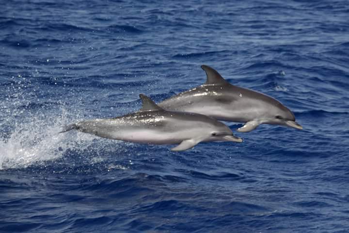 CeamarCanarias's tweet photo. Interesantes avistamientos en La Palma. Campañas oceánicas. #MisticSeas2 
#UTE_CEAMAR_ALNILAM_ADS
@FBiodiversidad
@CeamarCanarias
@ADS_Bio https://t.co/RMn81AlOqm