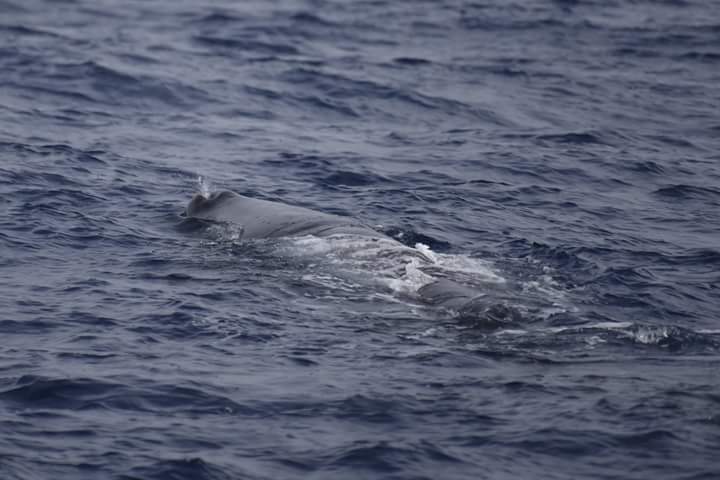 CeamarCanarias's tweet photo. Interesantes avistamientos en La Palma. Campañas oceánicas. #MisticSeas2 
#UTE_CEAMAR_ALNILAM_ADS
@FBiodiversidad
@CeamarCanarias
@ADS_Bio https://t.co/RMn81AlOqm