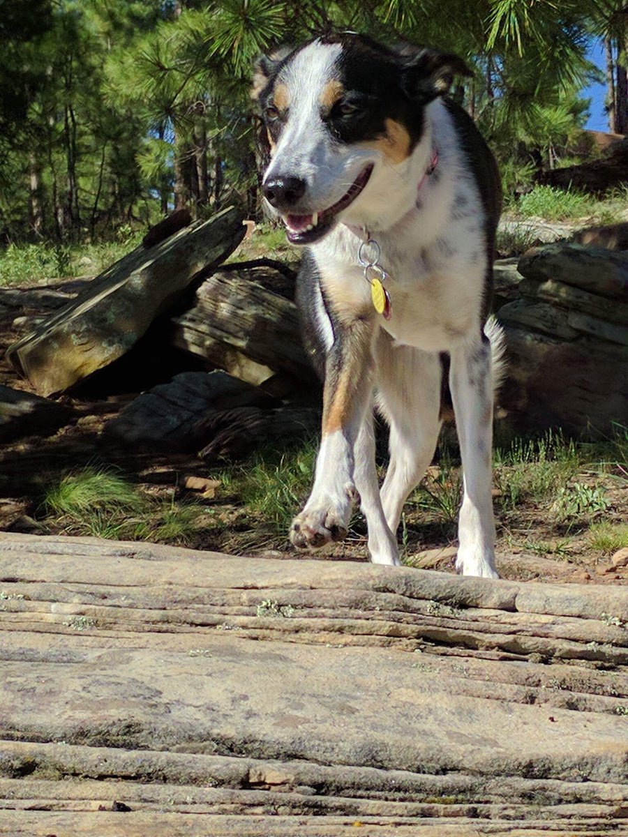 daddysdabbaby's tweet photo. My baby.... My life....My dog who loves the outdoors 💕 https://t.co/2wxNKzngI2