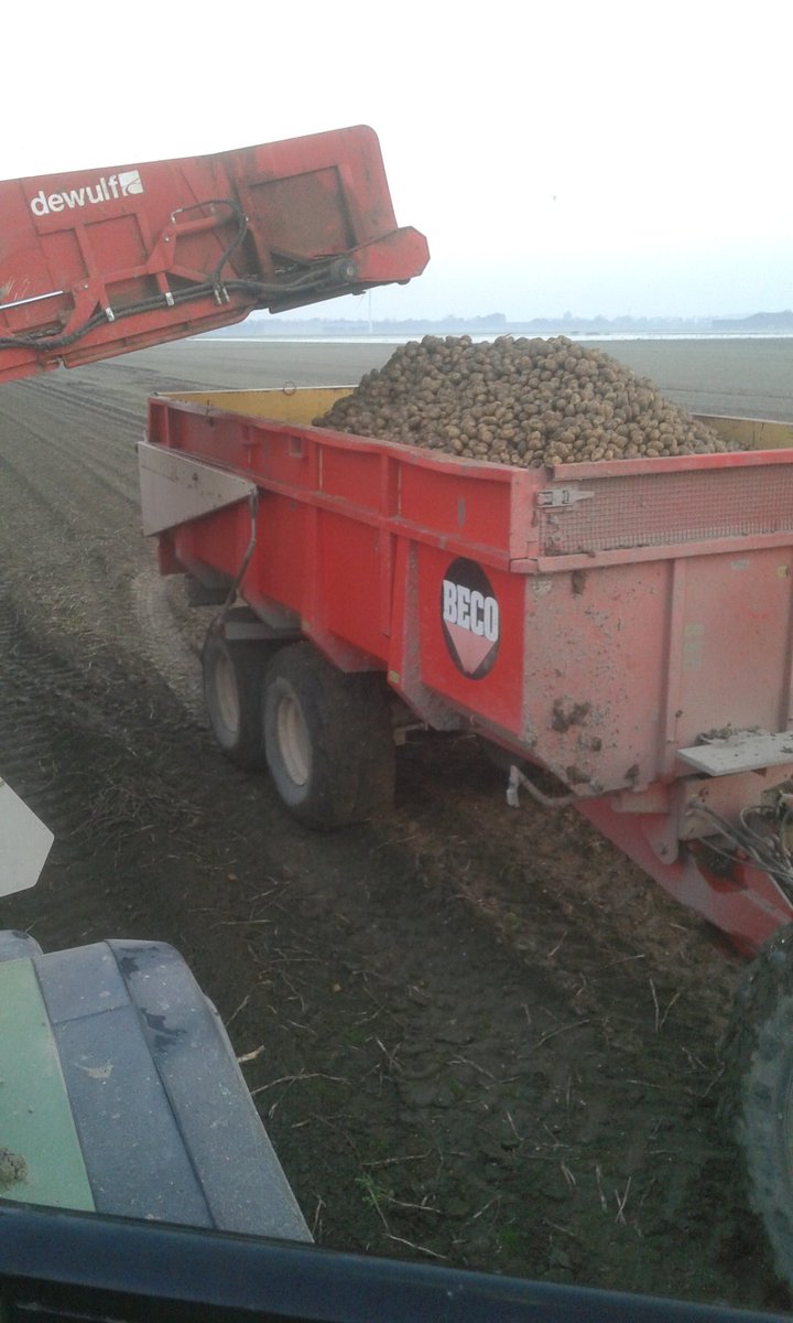 Mooie party agria pootgoed voor <a href="/sayagrico/">Agrico</a> rooien bij <a href="/jacobzaag/">Jacob van der Zaag</a>