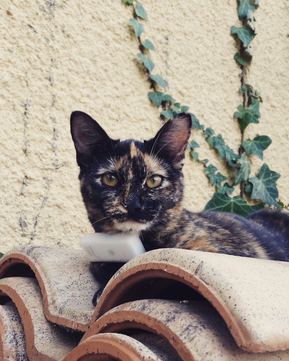 Weenect Weenect Twitter