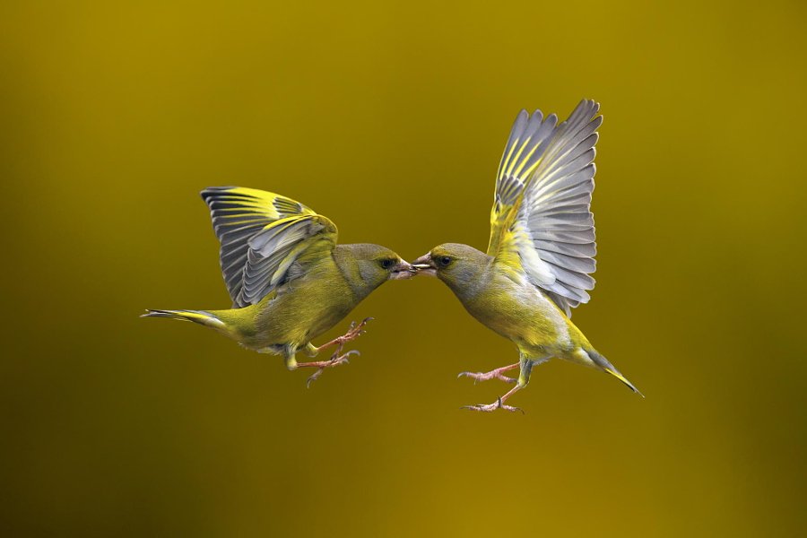 digitalps's tweet photo. A Collection of Stunning Photos of Birds https://t.co/vAHGXKyUka https://t.co/sLXptgLOND