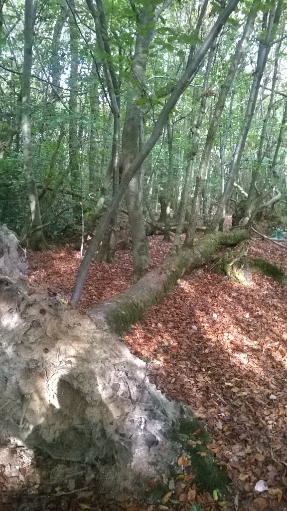 MatthewOates76's tweet photo. Hurricane survivor: oak prostrated by 1987 storm, alive, resprouted. Toys Hill, Kent. Don't underestimate nature https://t.co/QwxMuwKqPZ