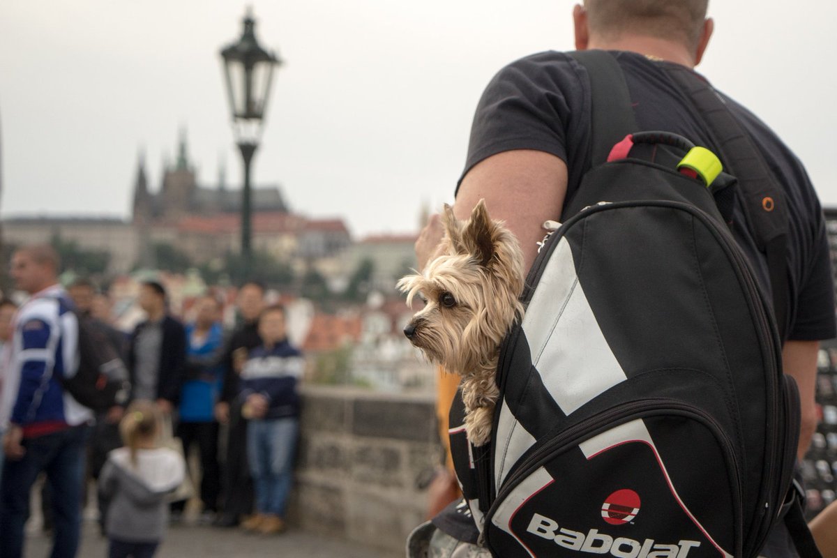 CallumJMacBeth's tweet photo. Getting around in style on the #CharlesBridge https://t.co/ujpB5Rt6LB