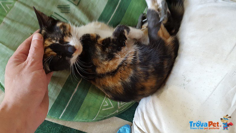 trovapet's tweet photo. #Europeo femmina di 3 mesi in adozione a #Songavazzo https://t.co/Nh376HbGOR https://t.co/RpNIbpmlFS