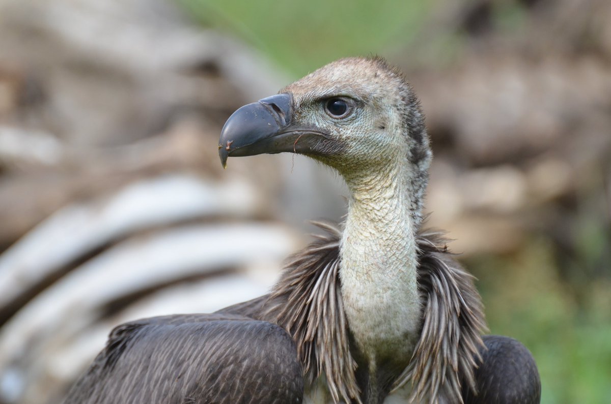 Phoebe ‘Wander Woman’ Smith tweet media