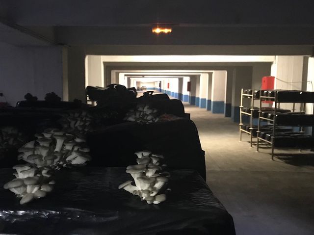 Une ferme bio au sous sol d'un parking parisien bit.ly/ferme-park par <a href="/lnche/">Hélène Chevallier</a>