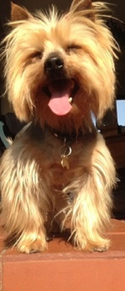 SAYorkieRescue's tweet photo. Gauteng,Roodepoort:#yorkie male for adoption.Loves ppl,gaurd dog,excellent with cats https://t.co/Kq9kk5qxpq #SAYorkieRescue #SAYRGauteng https://t.co/OesMX6Vg2w