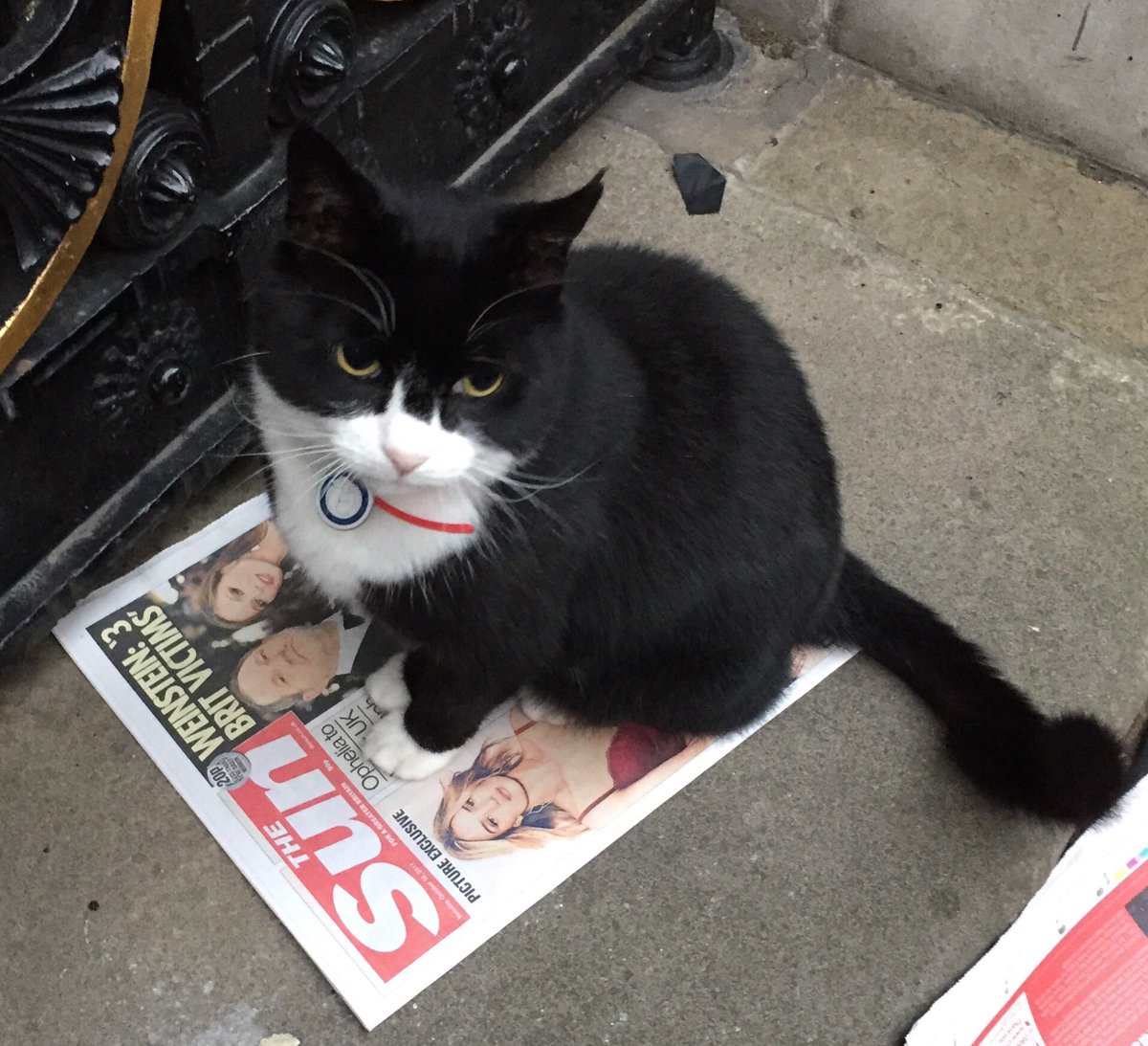 BolsoverBeast's tweet photo. Ideal paper for cat litter. https://t.co/Ilo88ny4by