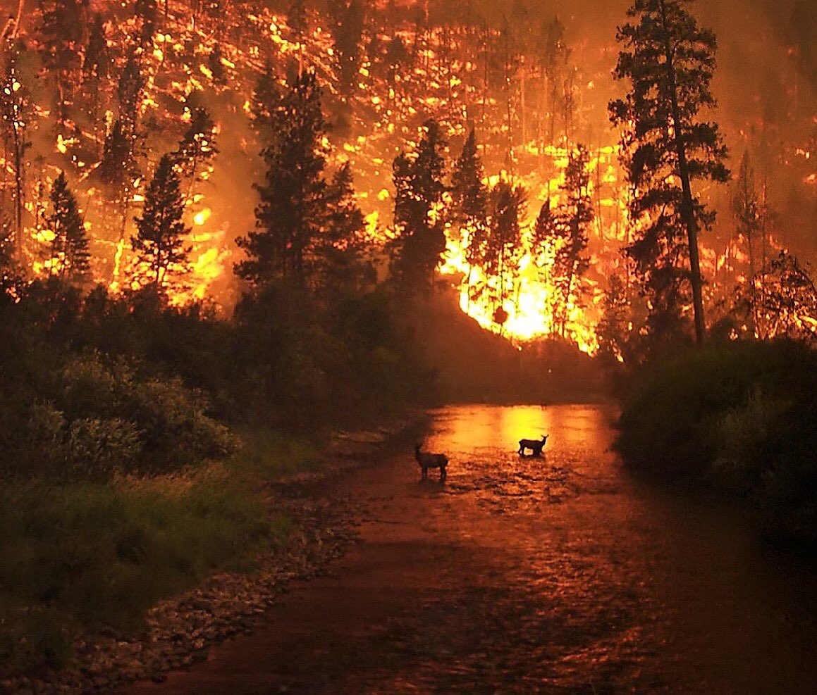 joosearodriguez's tweet photo. No son 132 incendios, son 132 atentados 🔥
#QueimanGalicia #ArdeAsturias https://t.co/kcNOH43Hwz