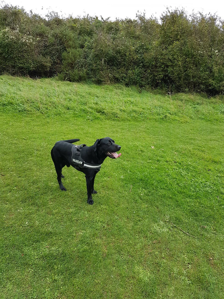 BlazeTheLab1's tweet photo. #TheDowns #Fetch #Labrador https://t.co/B9pPmIcxhp